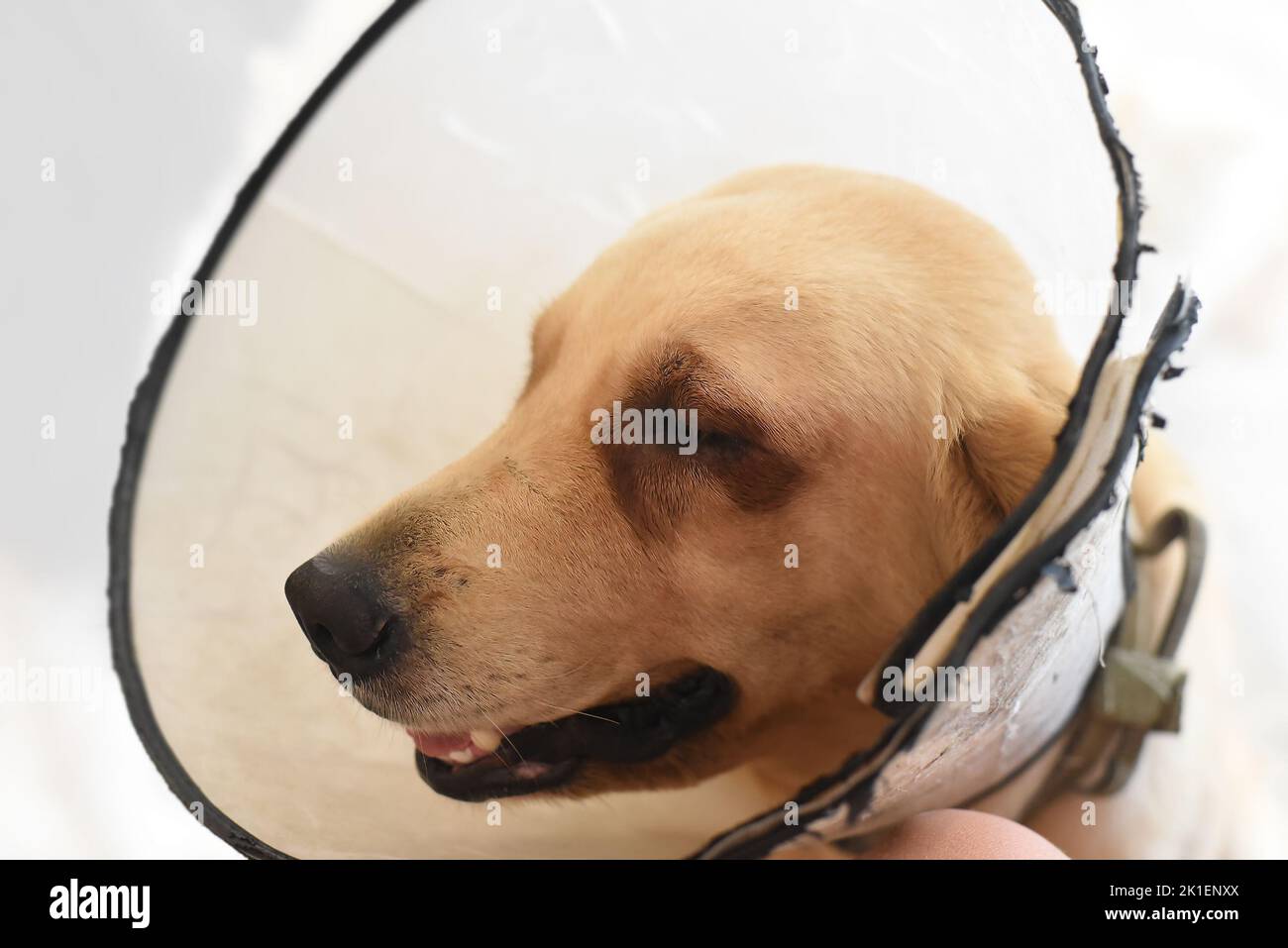 Dog bandages for neck sales