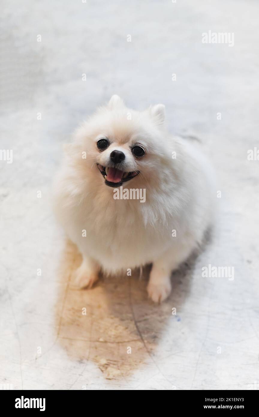 Portrait of pomeranian dog or dwarf spitz sitting on the floor Stock Photo