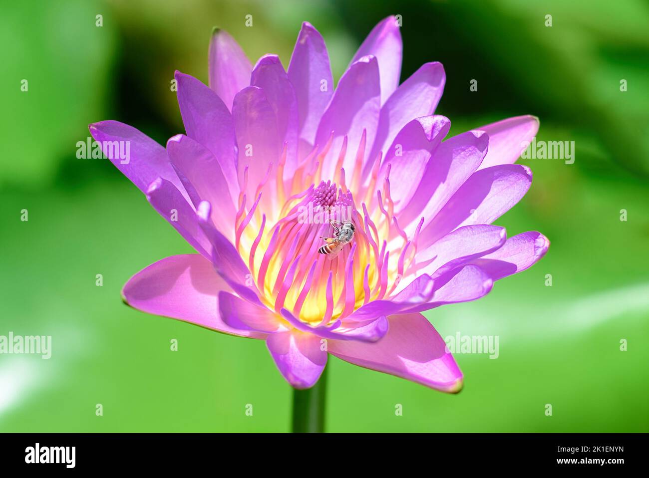 Purple lotus or water lily with bee polinating in Vietnam Stock Photo