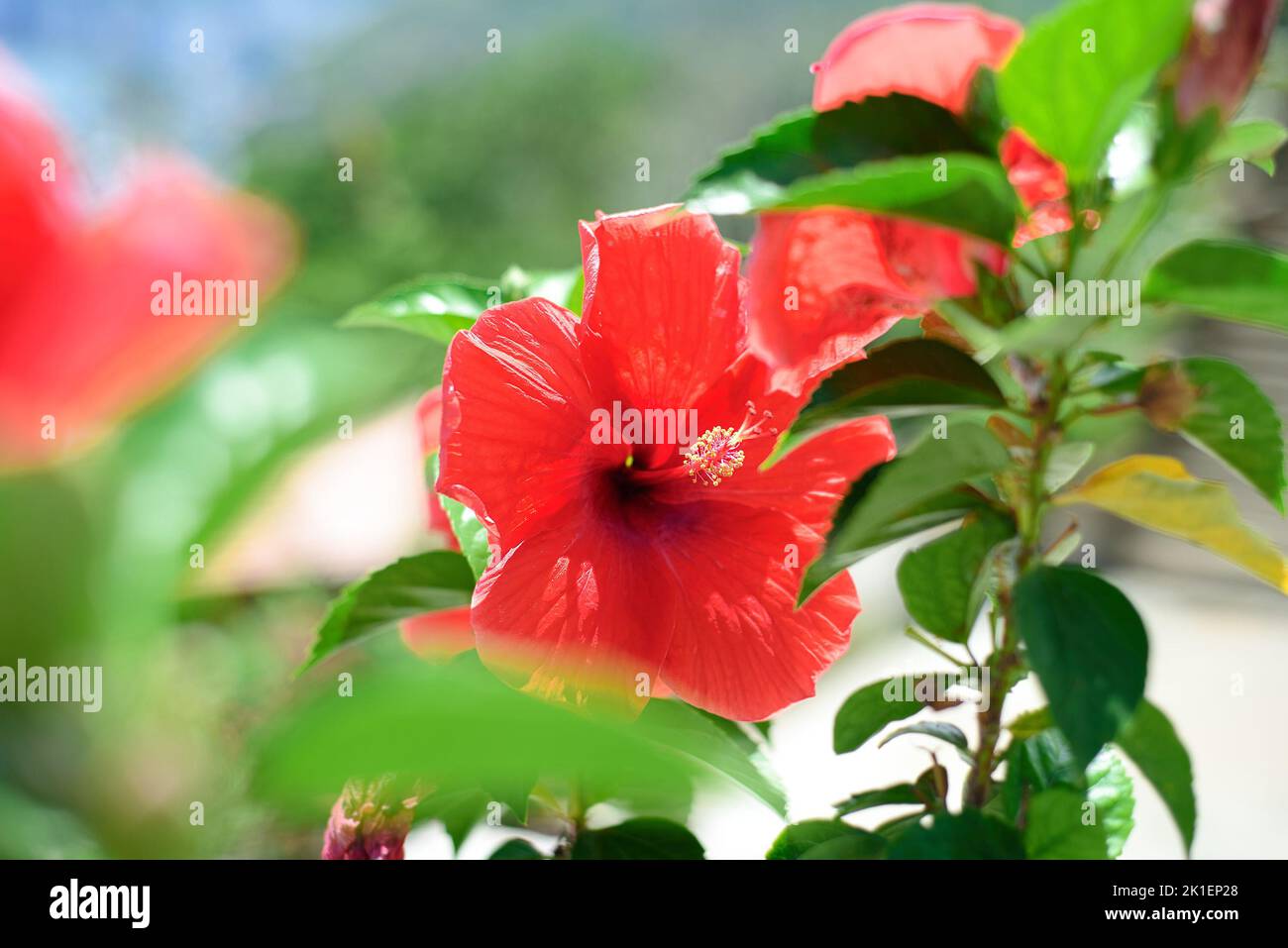 Hibiscus rosa-sinensis, known colloquially as Chinese hibiscus, China rose Stock Photo