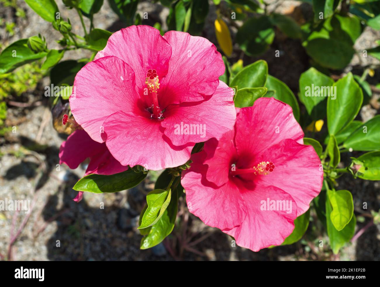 Hibiscus rosa-sinensis, known colloquially as Chinese hibiscus, China rose Stock Photo