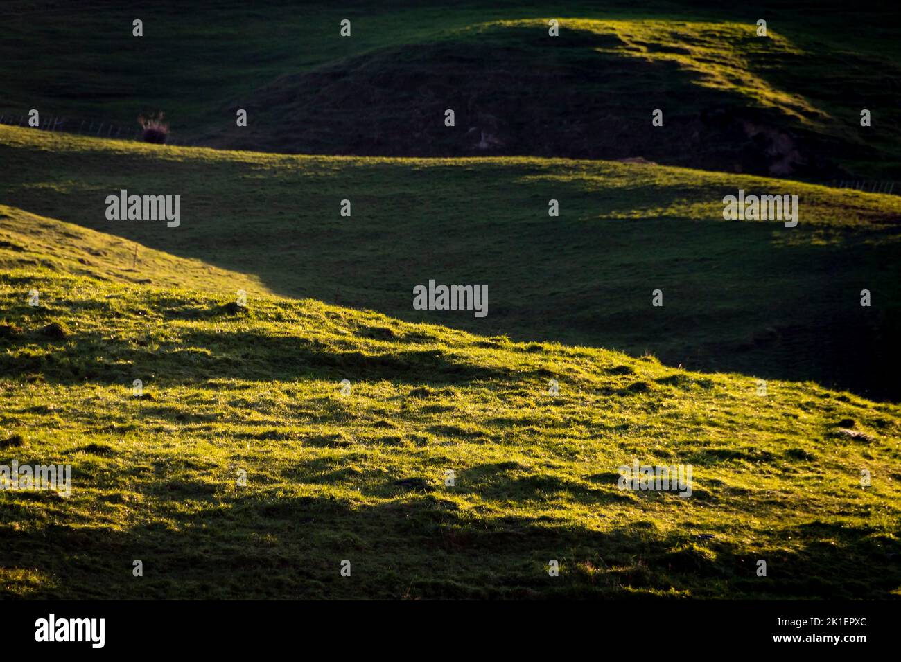 Rolling hills near Ashurst, Manawatu, North Island, New Zealand Stock Photo
