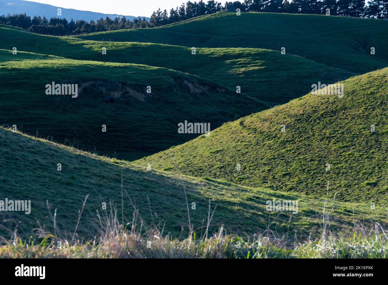 Rolling hills near Ashurst, Manawatu, North Island, New Zealand Stock Photo
