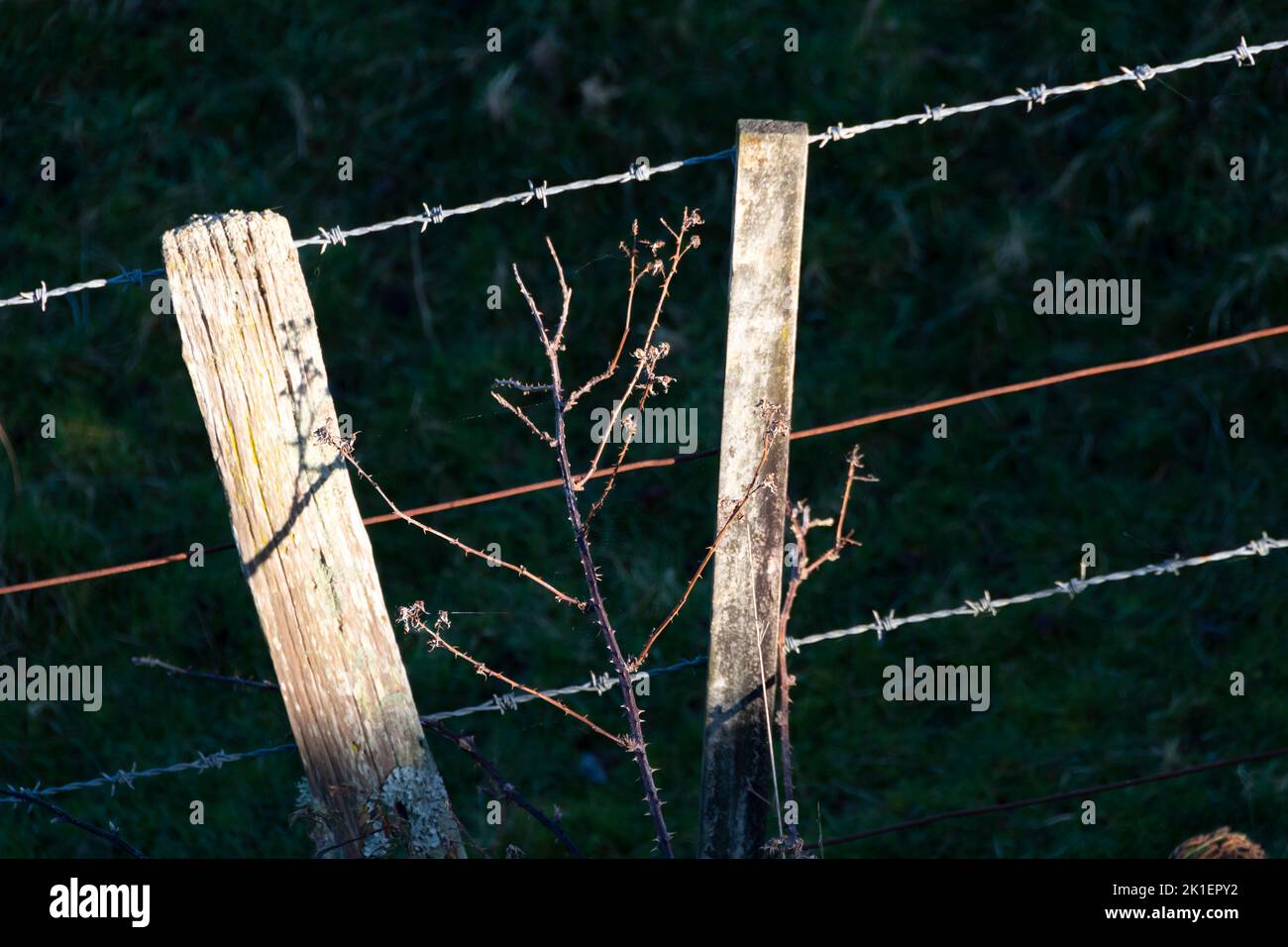 Post and wire fence near Ashurst, Manawatu, North Island, New Zealand ...