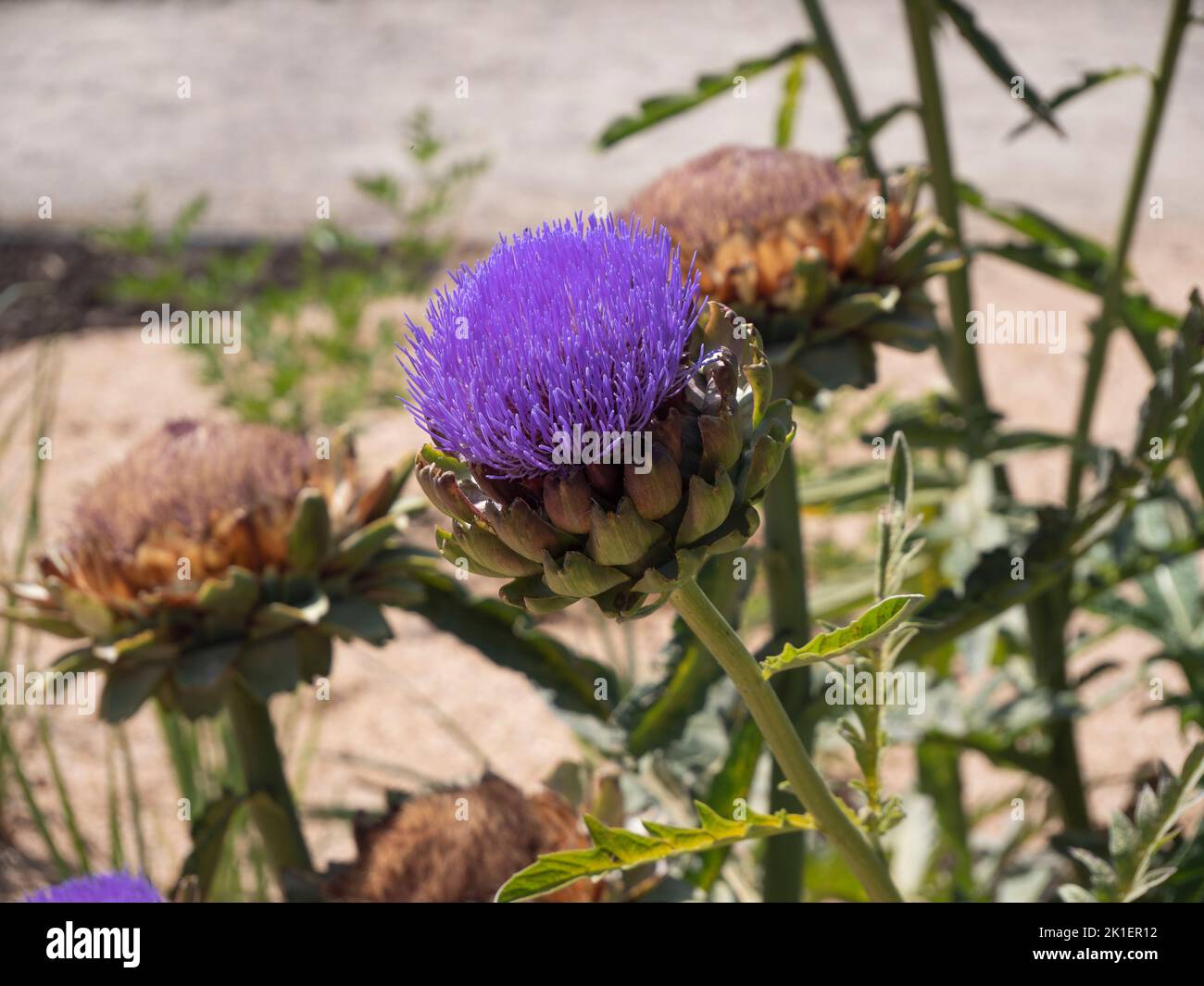 Close up of the beautiful purple flower of the artichoke Stock Photo
