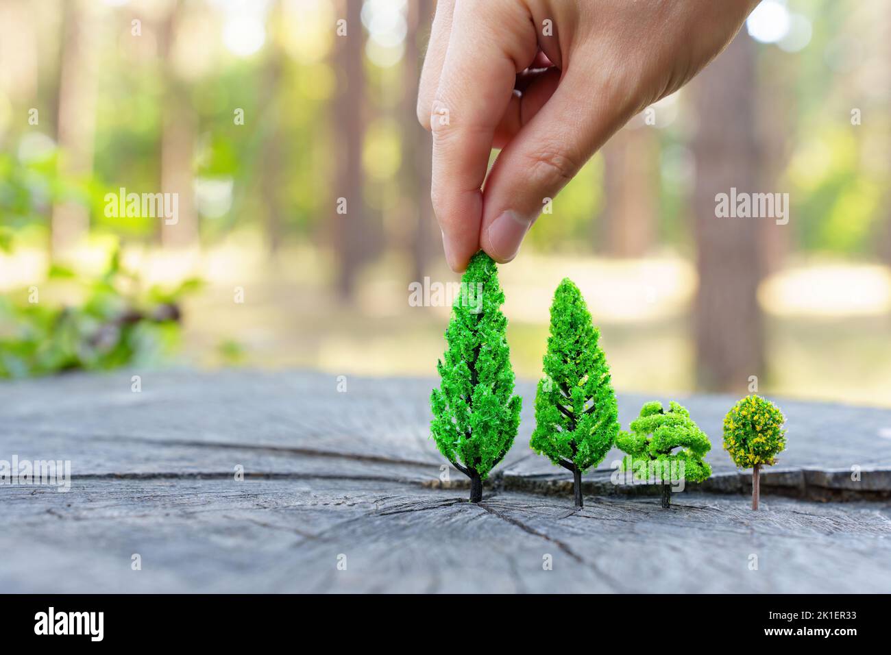 Hand places small toy trees on an old tree stump in the woods. Creative reforestation concept. Stock Photo