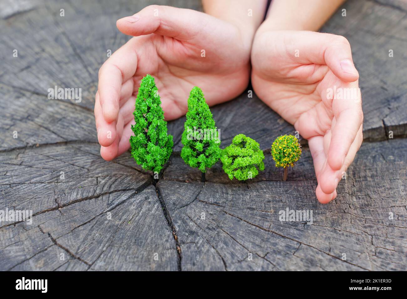 Woman covers toy trees placed on a tree stump outdoors. Forest protection concept. Stock Photo