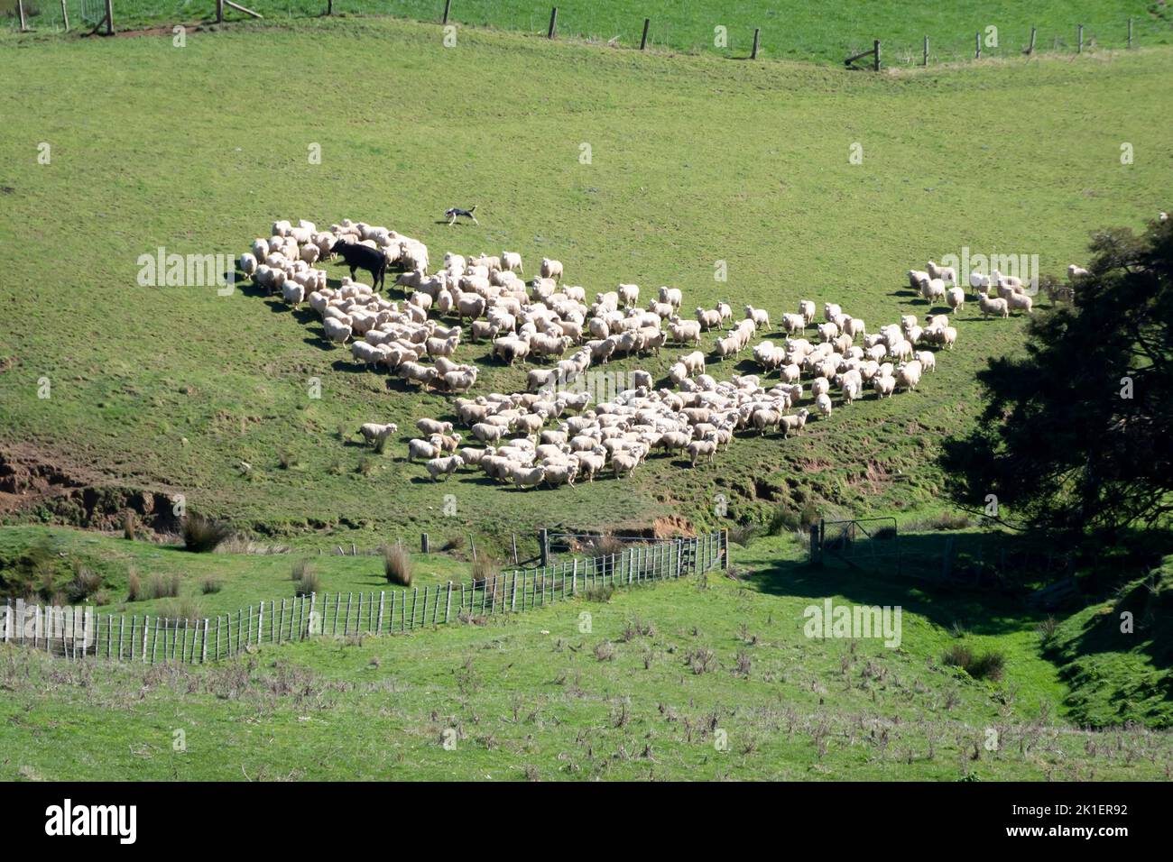 Sheep dog herding sheep, Pohangina Valley, Manawatu, North Island, New Zealand Stock Photo