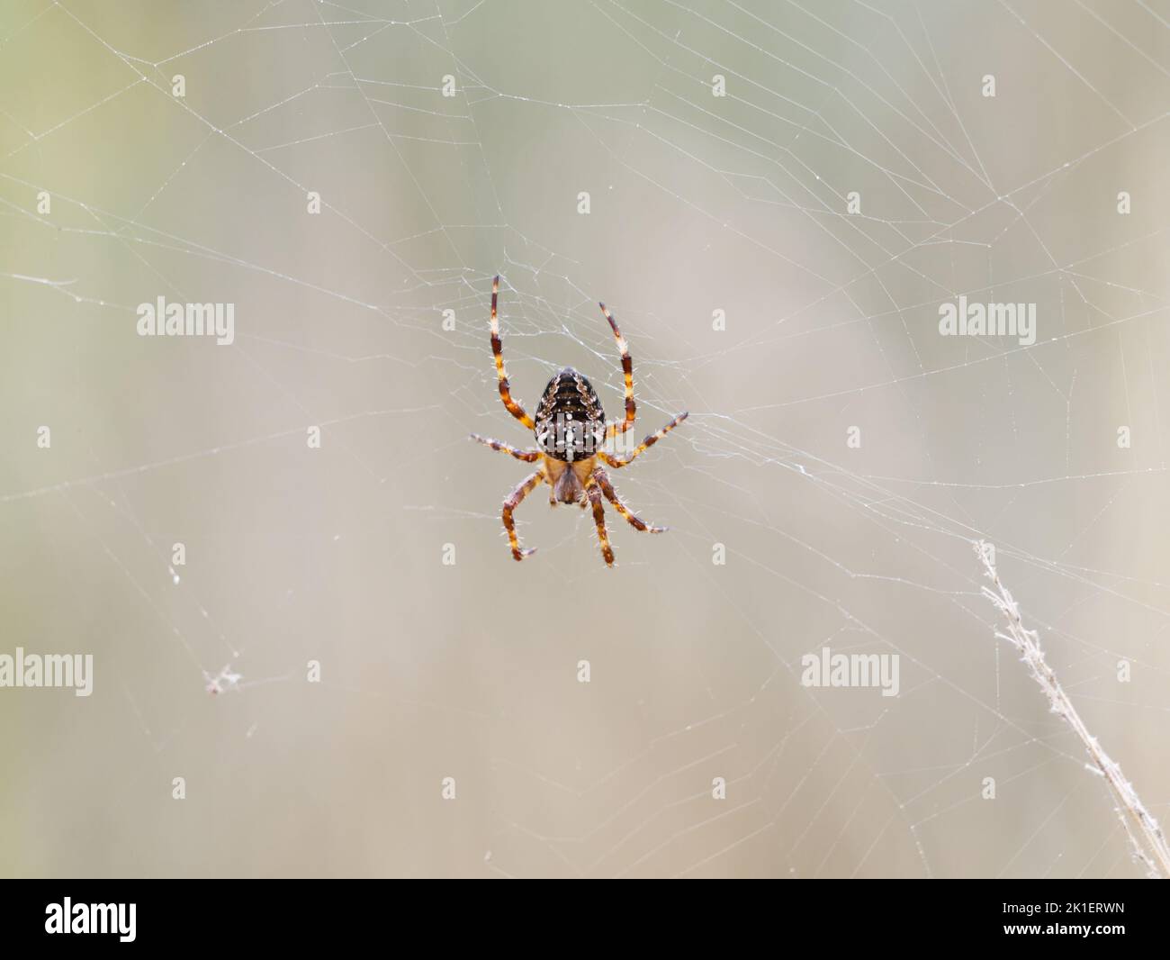 Garden Spider (Araneus diadematus) on web Stock Photo - Alamy