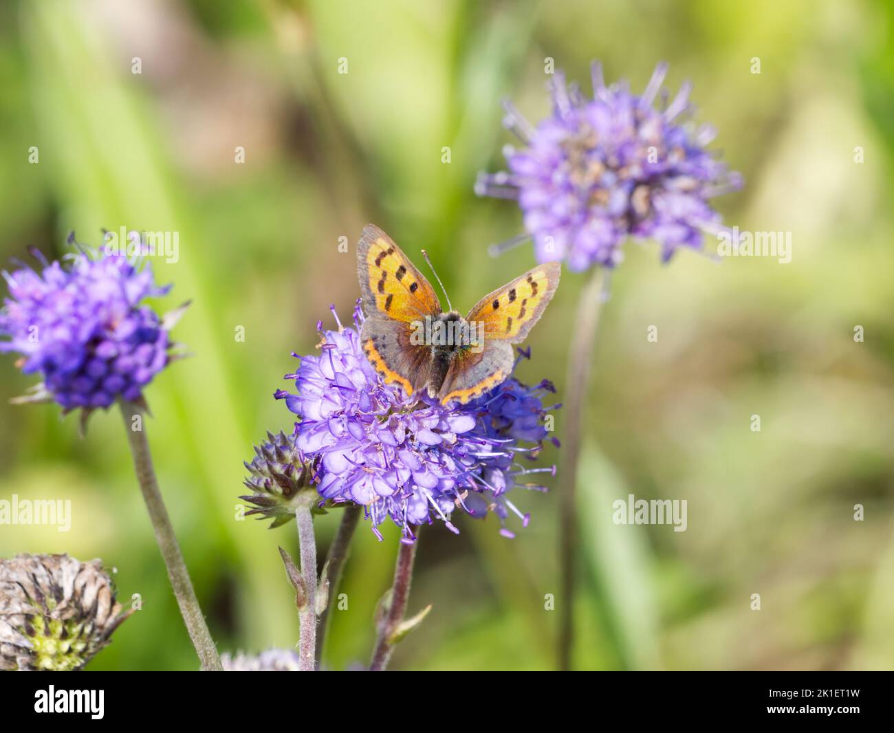 Small Copper butterfly (Lycaena phlaeas) nectaring on Devil's-bit scabious flower. Stock Photo