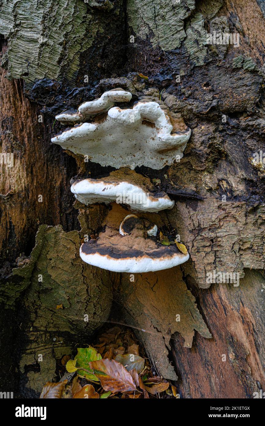 Artist’s Palette Fungi Stock Photo