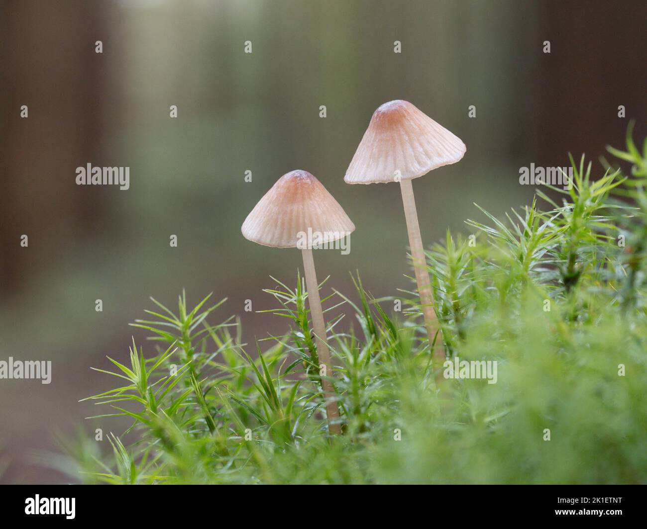 Snapping Bonnet, Mycena vitilis  Norfolk, October Stock Photo