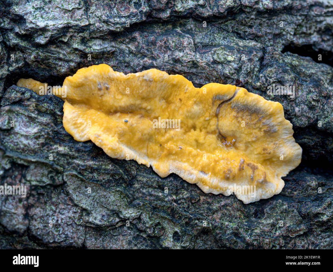 Yellow Stereum, hairy curtain crust; Stereum hirsutum  Norfolk, October Stock Photo