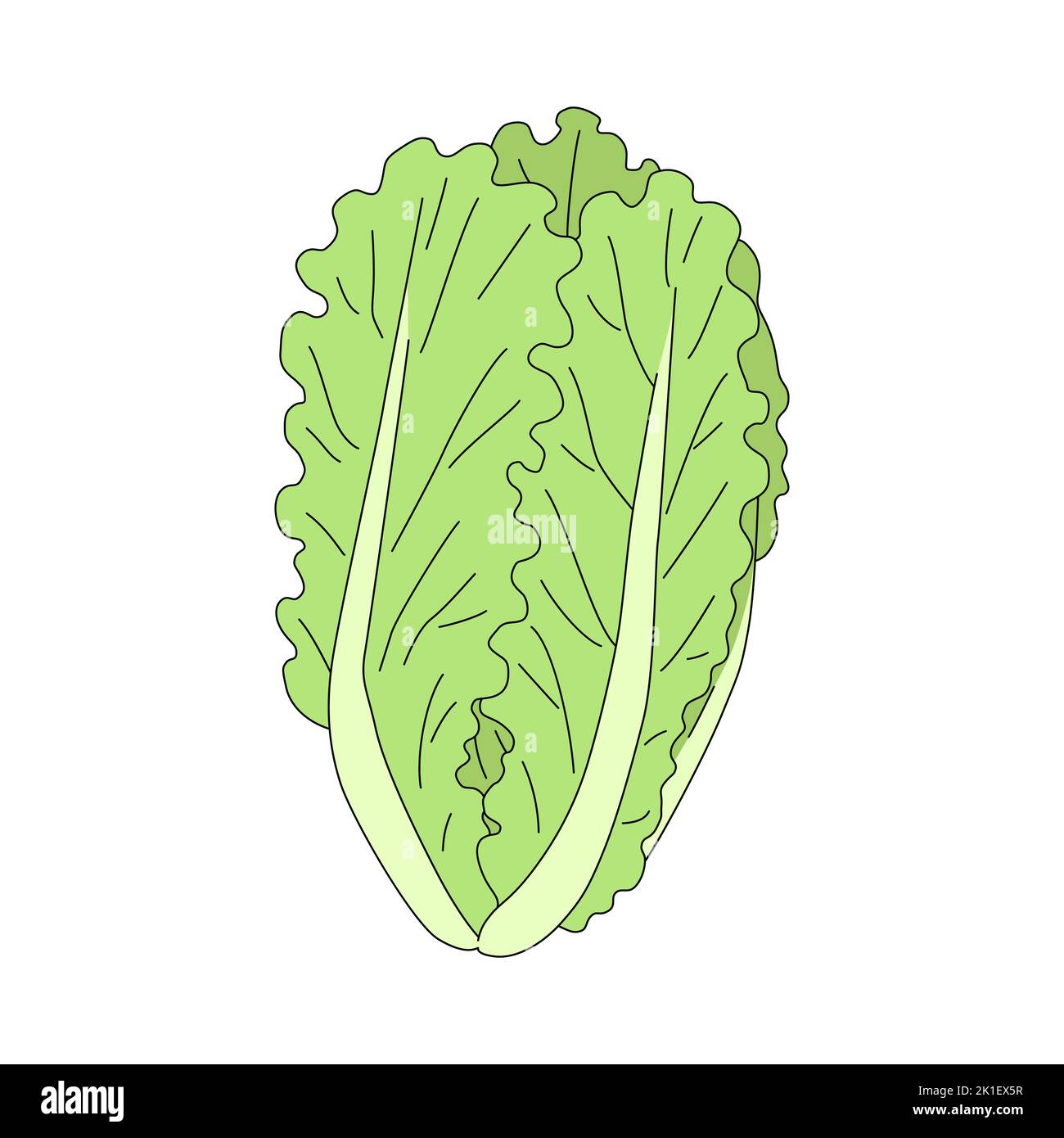 Fresh and ripe lettuce in cartoon style. Vector illustration of leaf vegetable isolated on white background Stock Vector