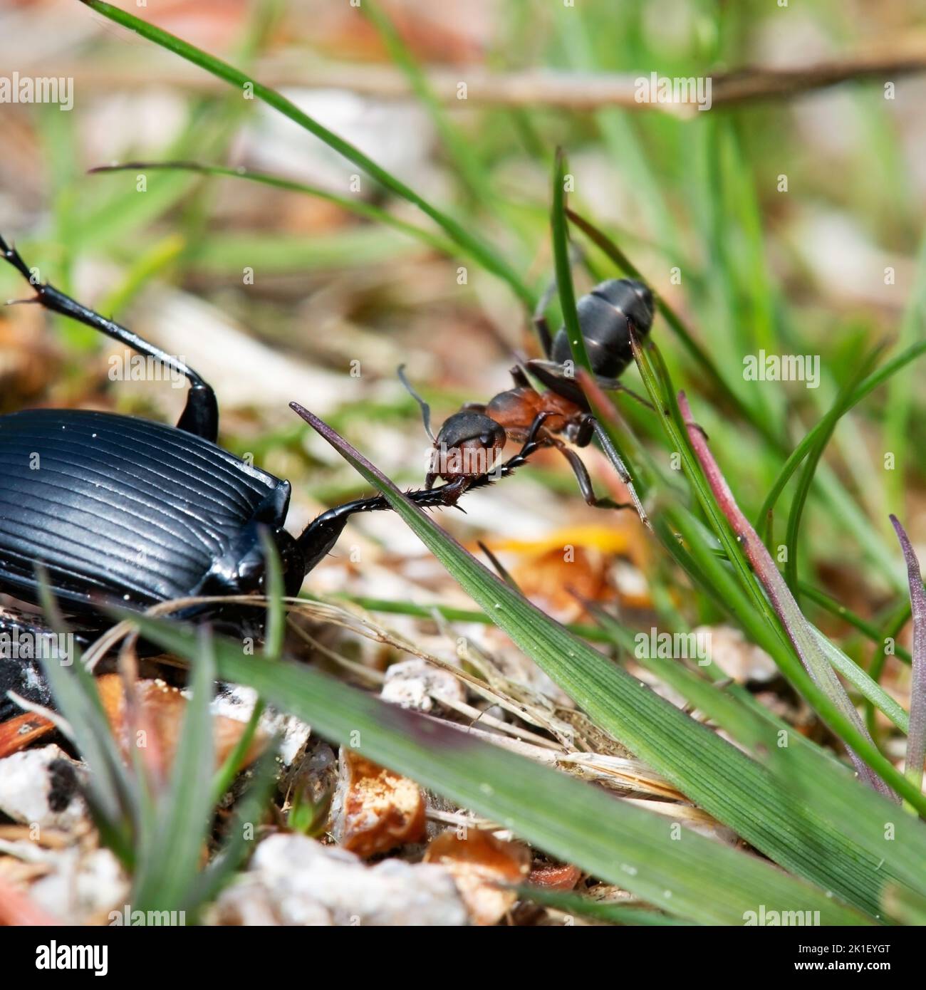 Ant dragging a beetle body Stock Photo