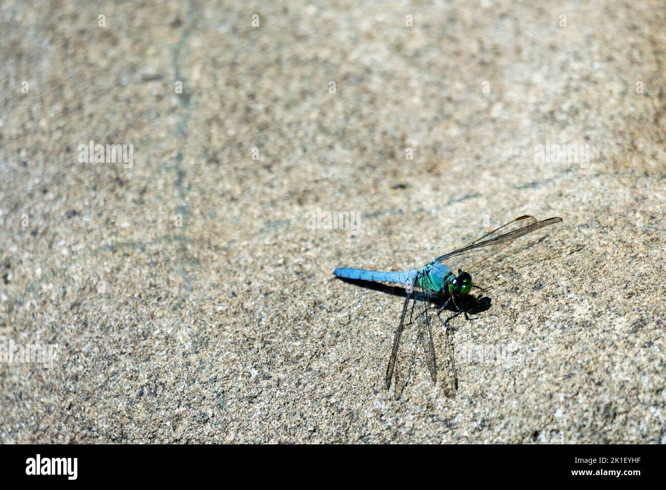 A male blue dasher dragonfly rests lightly on a rock. Stock Photo