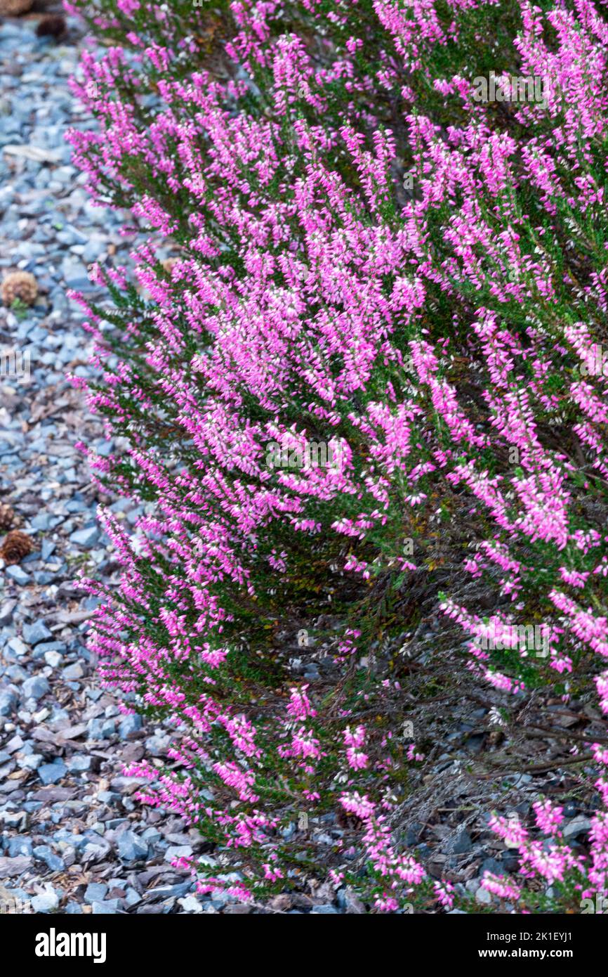 Scotch Heather, Calluna vulgaris 'Susanne' Plant, Pink Calluna Heather, Ling, Garden, Gravel, Border Stock Photo
