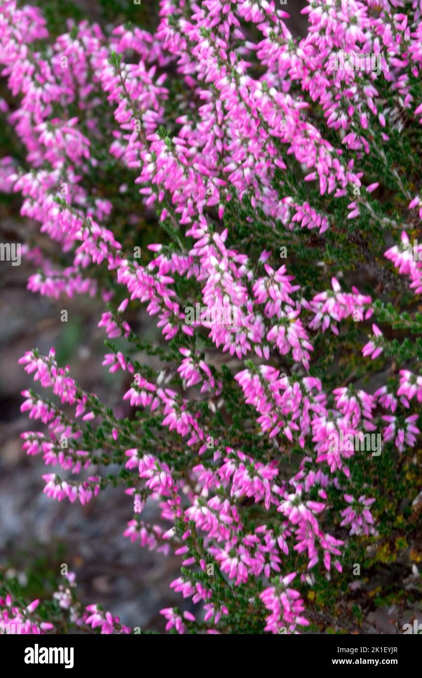 Pink, Perennials, Blooming, Common Heather, Calluna, Evergreen, Garden, Plant, Flowering Stock Photo