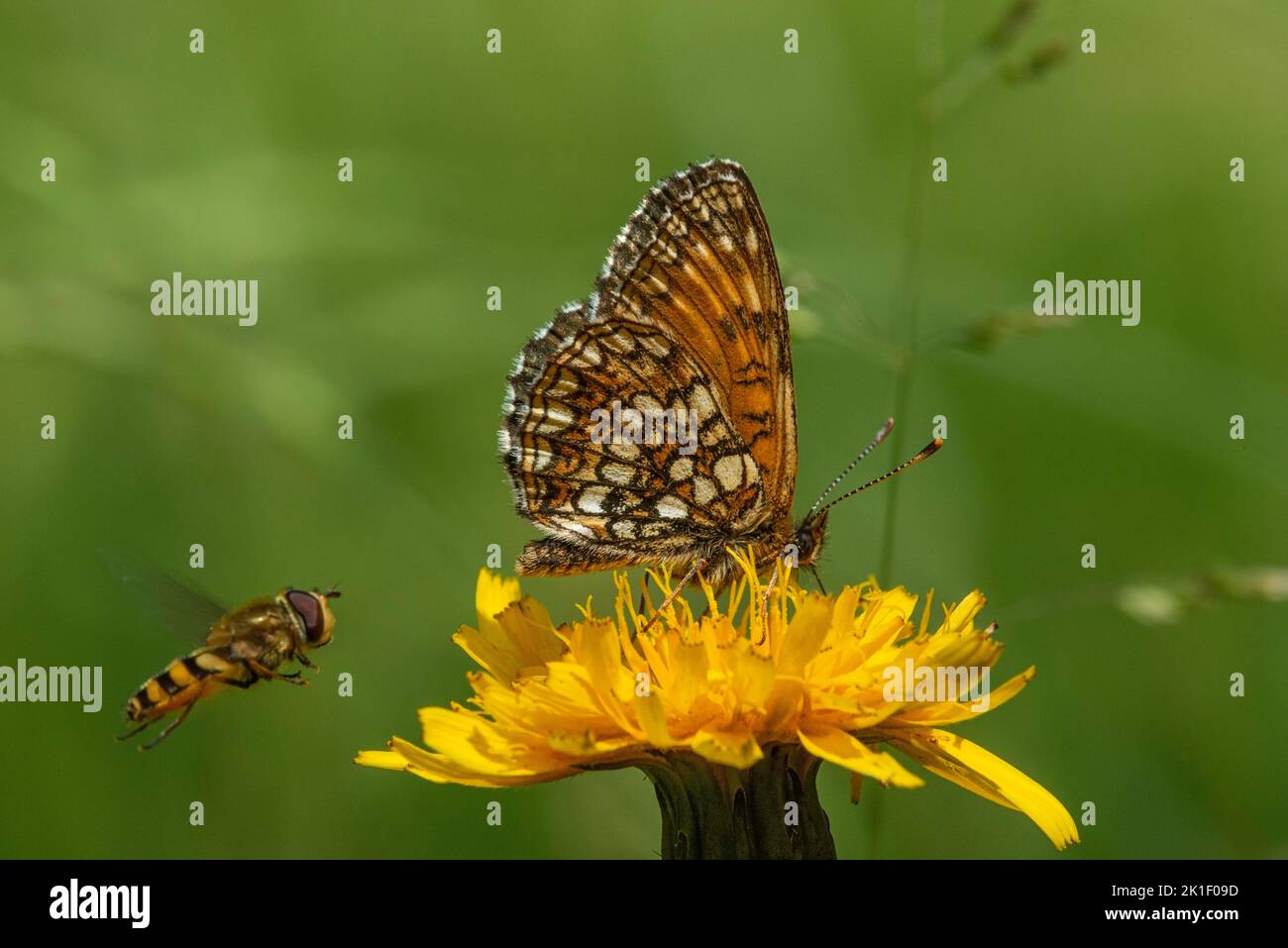 Mellica Athalia a nice diurnal butterfly Stock Photo