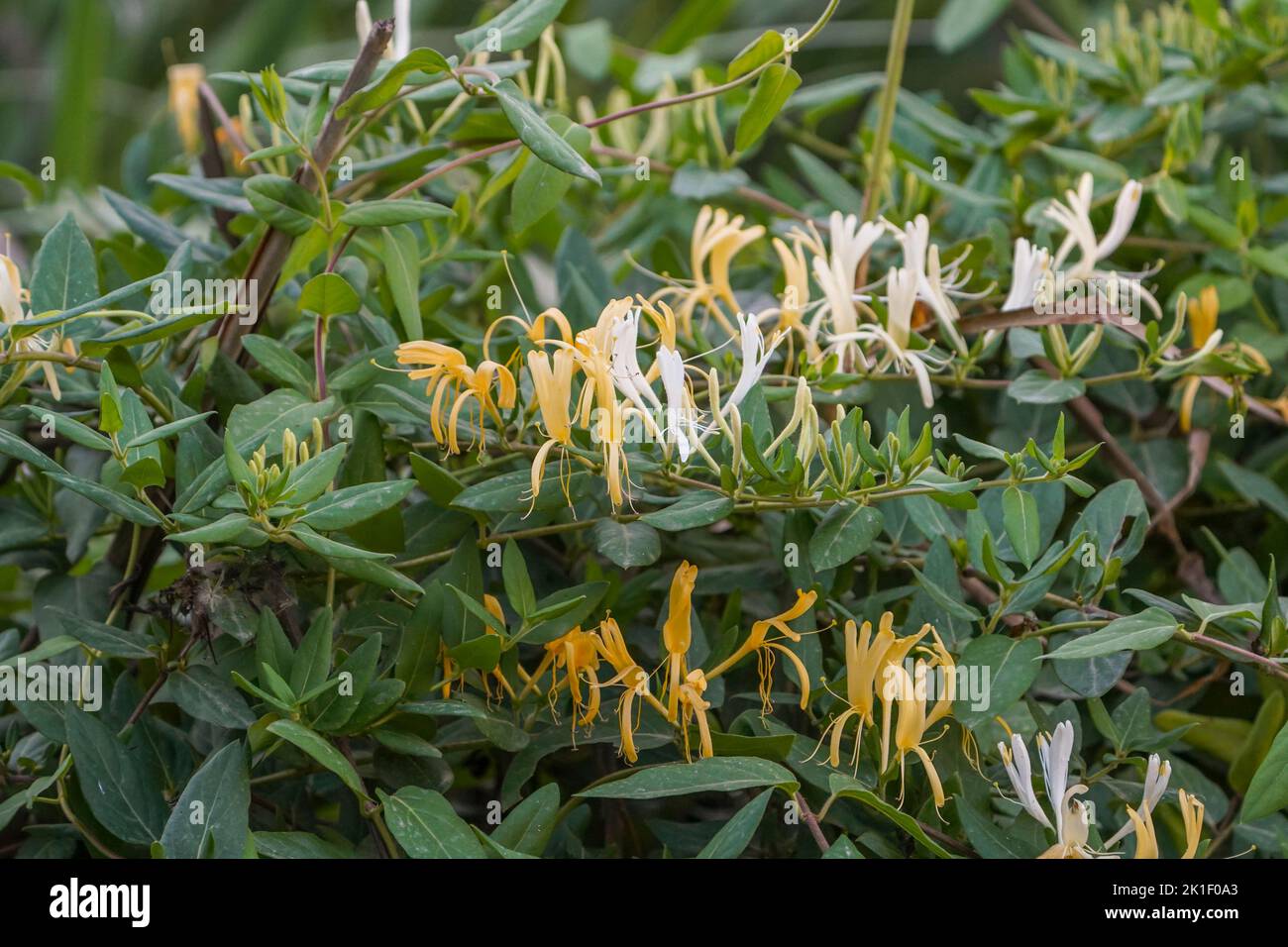 Japanese honeysuckle, Lonicera japonica, plant flowering. Spain Stock