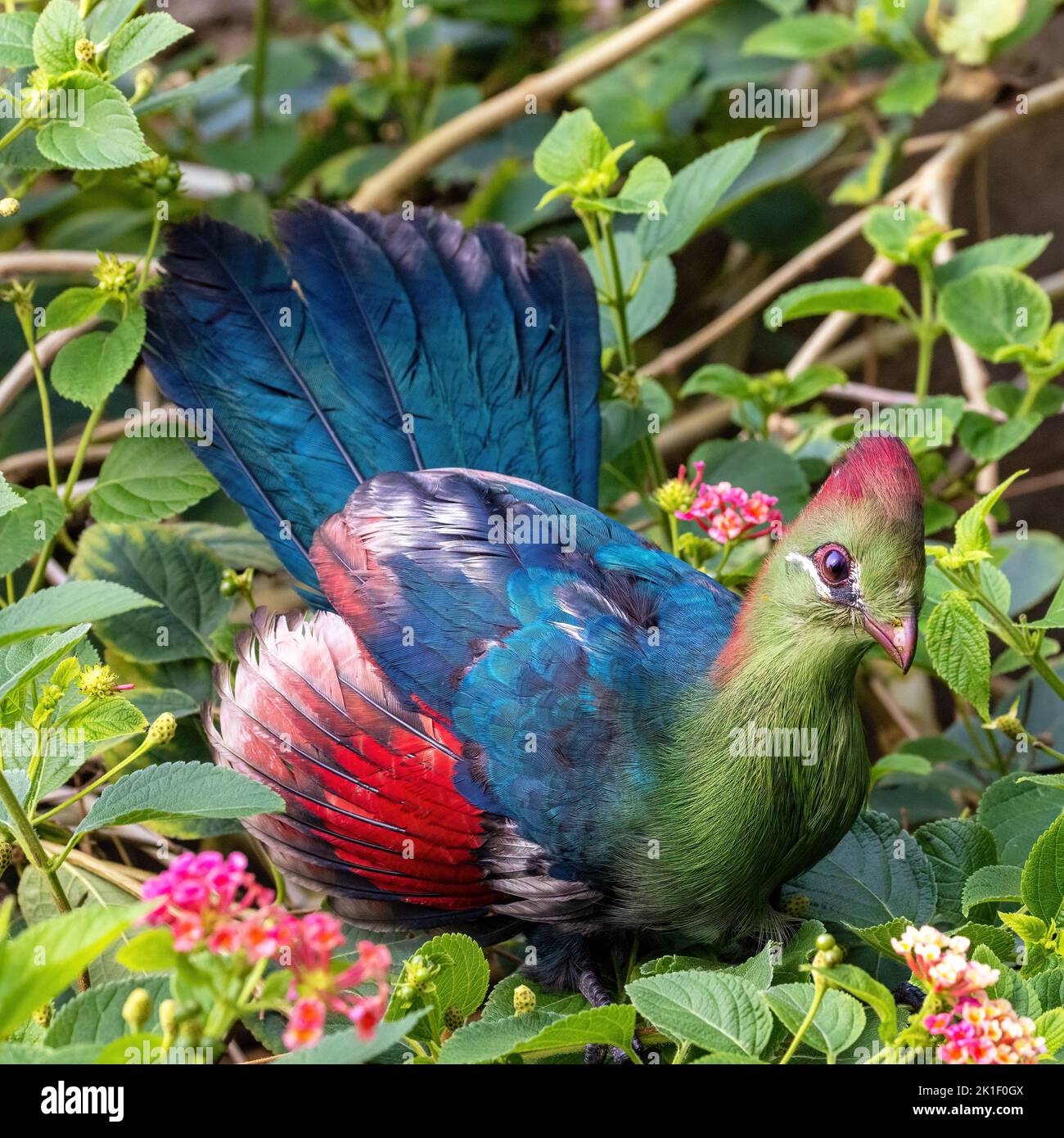 An adult fischer's turaco, tauraco fischeri, perched on a flowering bush. This colourful bird is near threatened in the wild and is endemic to East Af Stock Photo