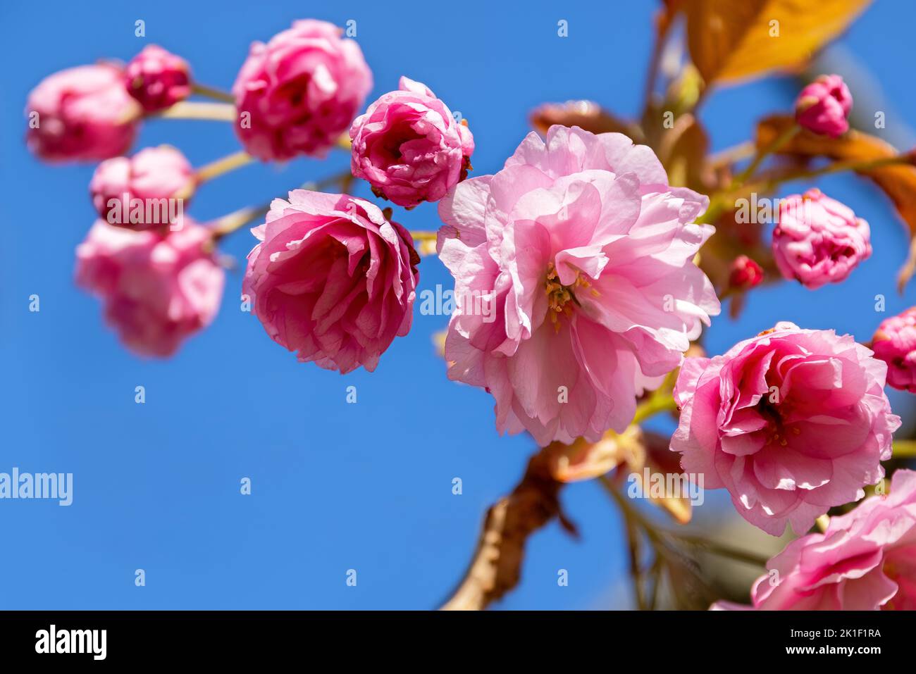 Beautiful pink cherry blossom closeup. Spring floral background with blue sky background. Space for text. Stock Photo