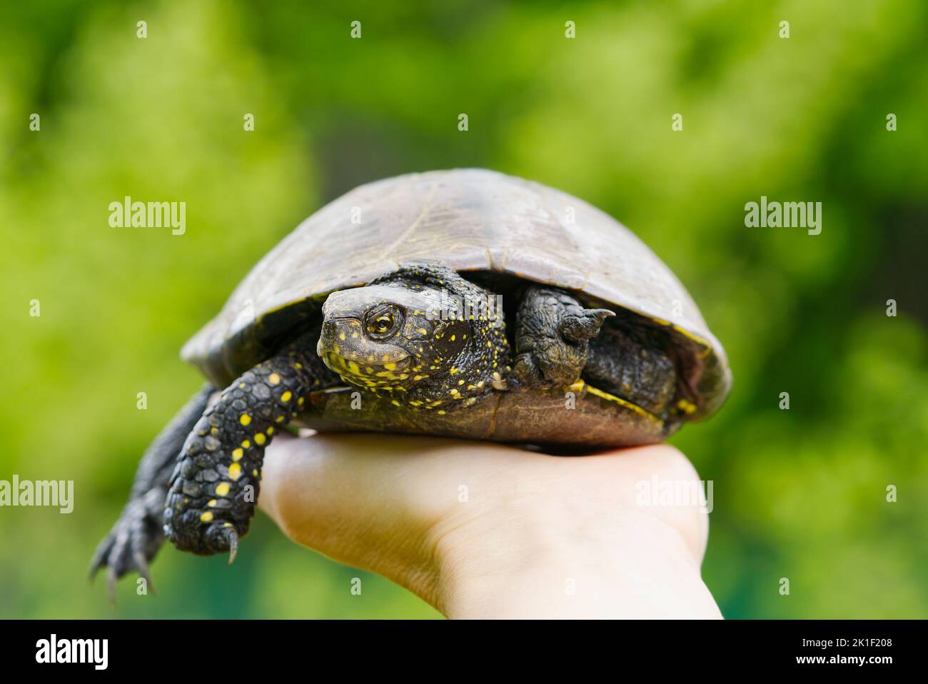 The woman is holding a small turtle in her hand. Let turtle to nature ...