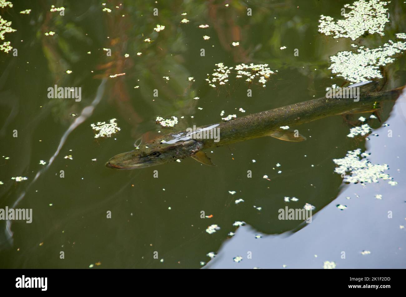 Around the UK - fish in the Leeds to Liverpool Canal Stock Photo - Alamy