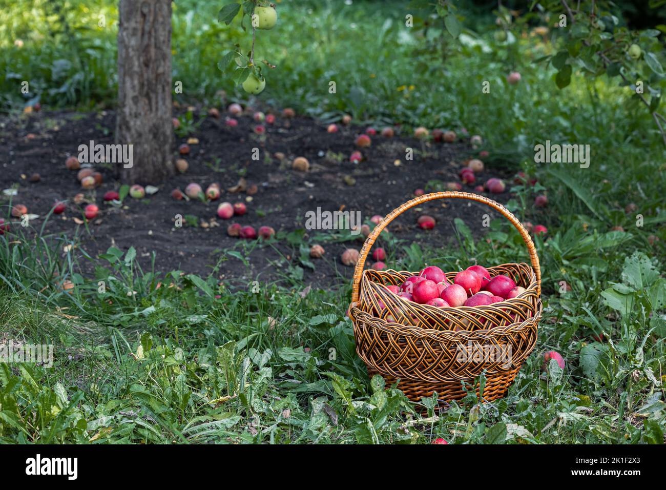 Basket apples under apple tree hires stock photography and images Alamy