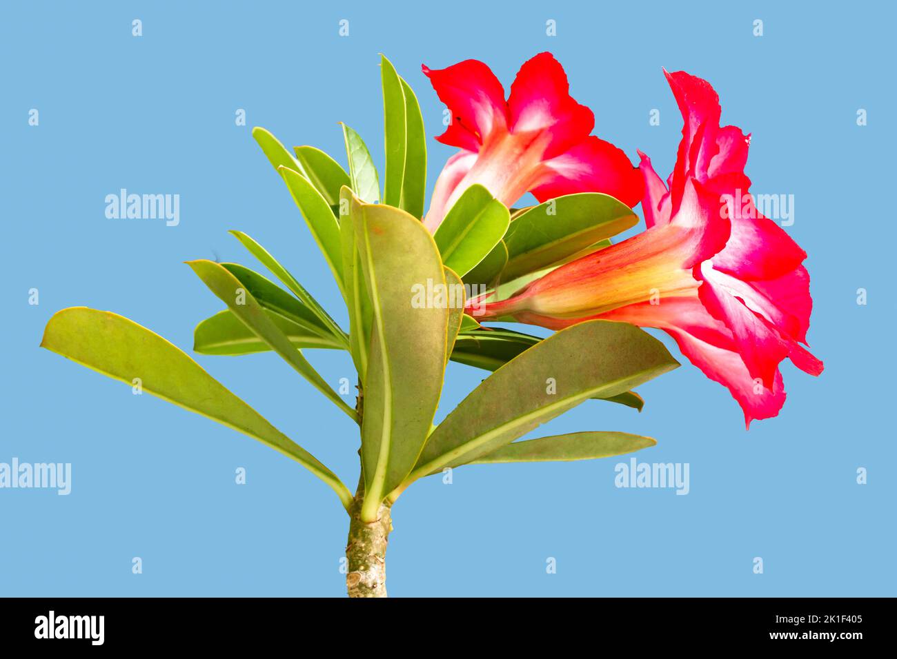 Adenium flower stalks that are blooming are red and pink with fresh green leaves, isolated on a blue background Stock Photo