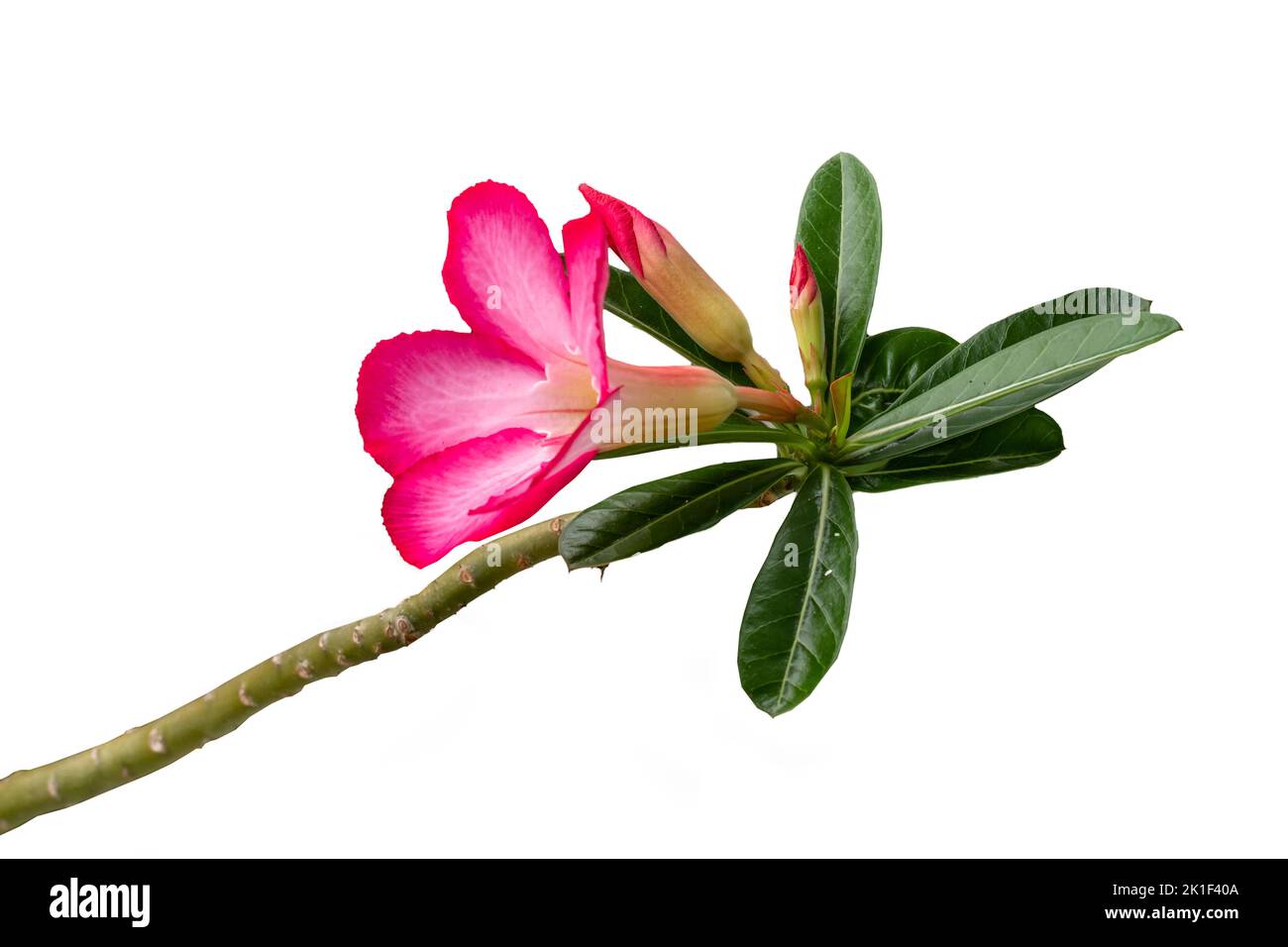 Adenium flower stalks that are blooming are red and pink with fresh green leaves, isolated on a white background Stock Photo