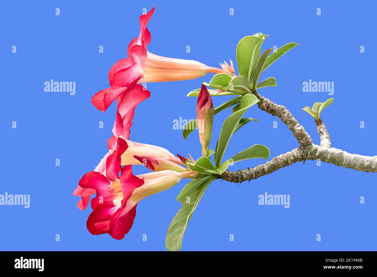 Adenium flower stalks that are blooming are red and pink with fresh green leaves, isolated on a blue background Stock Photo