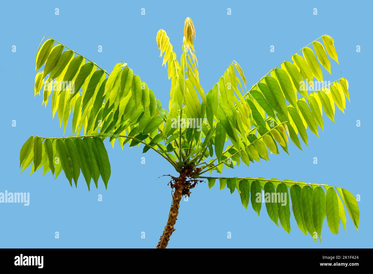 Averrhoa bilimbi tree branch complete with fresh green leaf stalks and shoots, isolated on a blue background Stock Photo