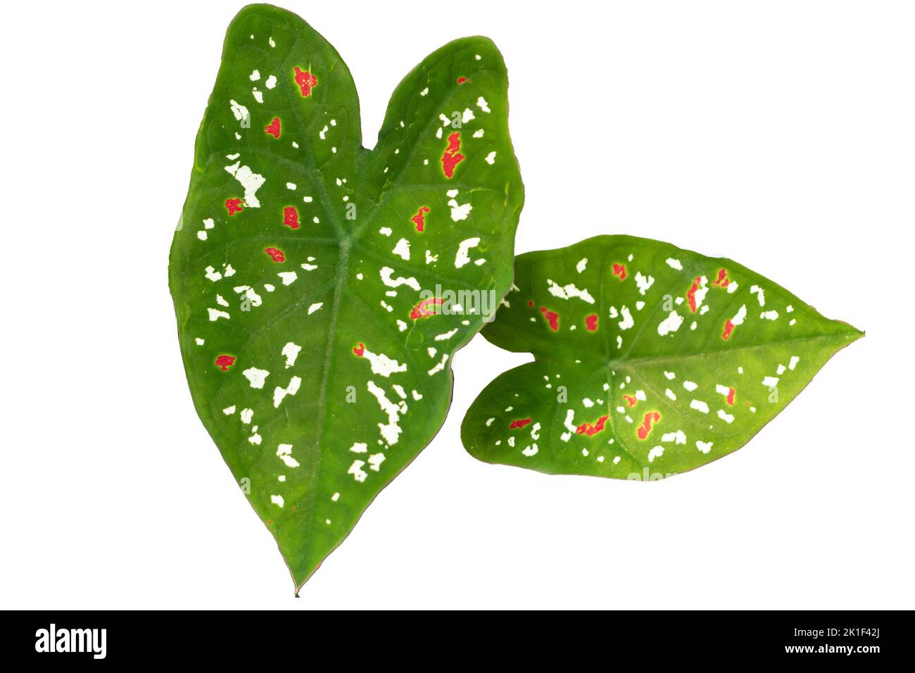 Green leafy ornamental taro plant with red and white spots, isolated on a white background Stock Photo