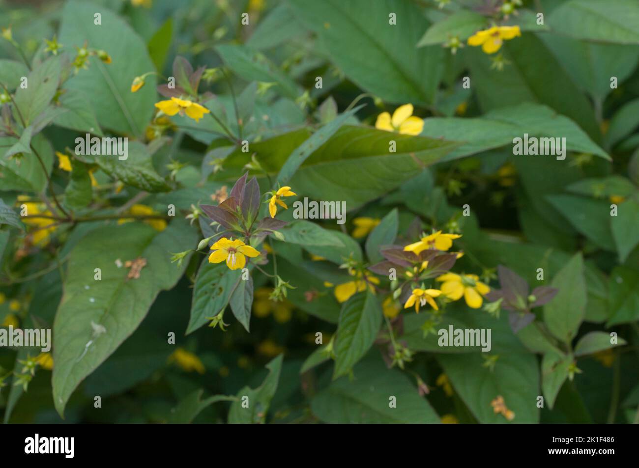 Close up of  Fringed loosestrife (Lysimachia ciliata)  in bloom, close up shot Stock Photo