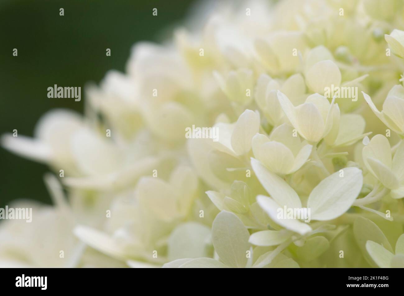 Hydrangea white flowers, close up photo with selective focus Stock Photo