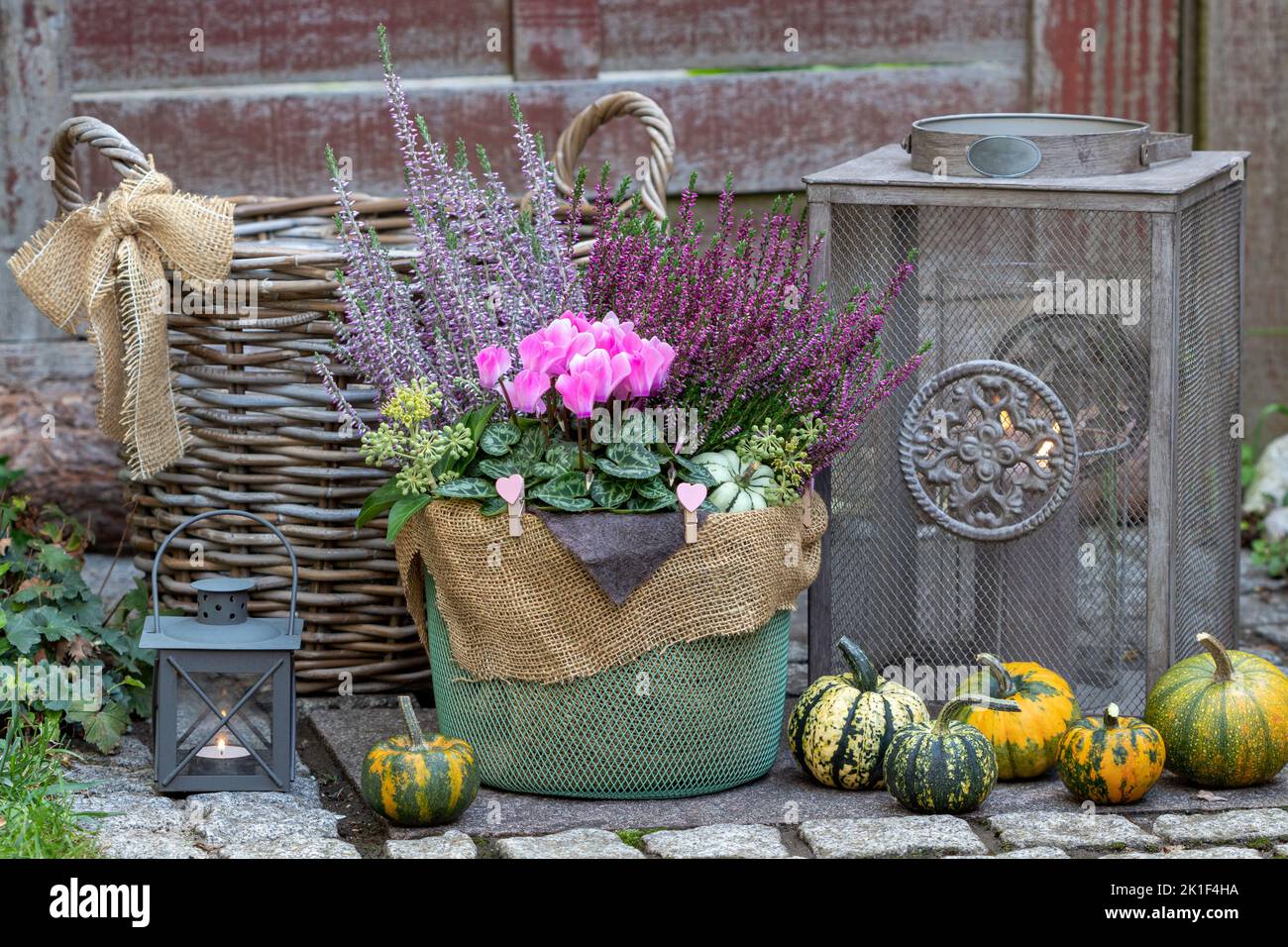 arrangement with pink cyclamen and heather flowers in basket and lanterns in garden Stock Photo