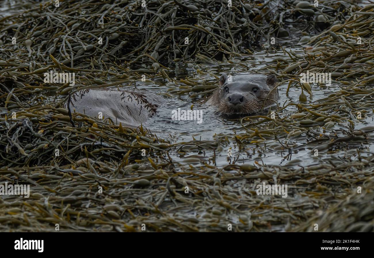Otter (Lutra lutra) in seaweed, Loch Spelve, Isle of Mull. Inner Hebrides, Scotland Stock Photo