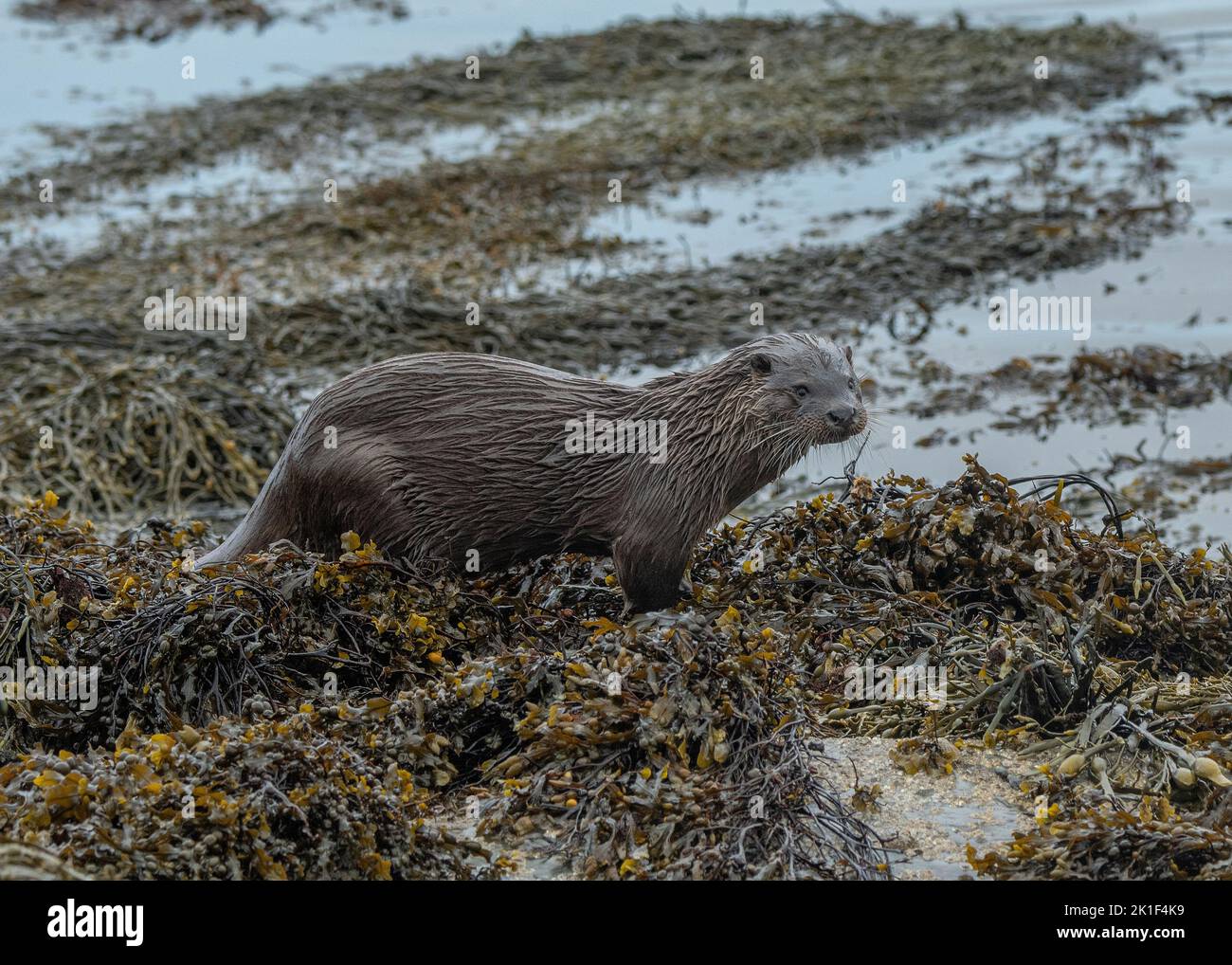 Otter (Lutra lutra) in seaweed on edge of Loch Spelve, Isle of Mull. Inner Hebrides, Scotland Stock Photo
