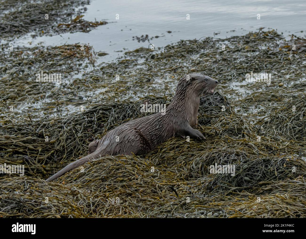 Otter (Lutra lutra) in seaweed on edge of Loch Spelve, Isle of Mull. Inner Hebrides, Scotland Stock Photo