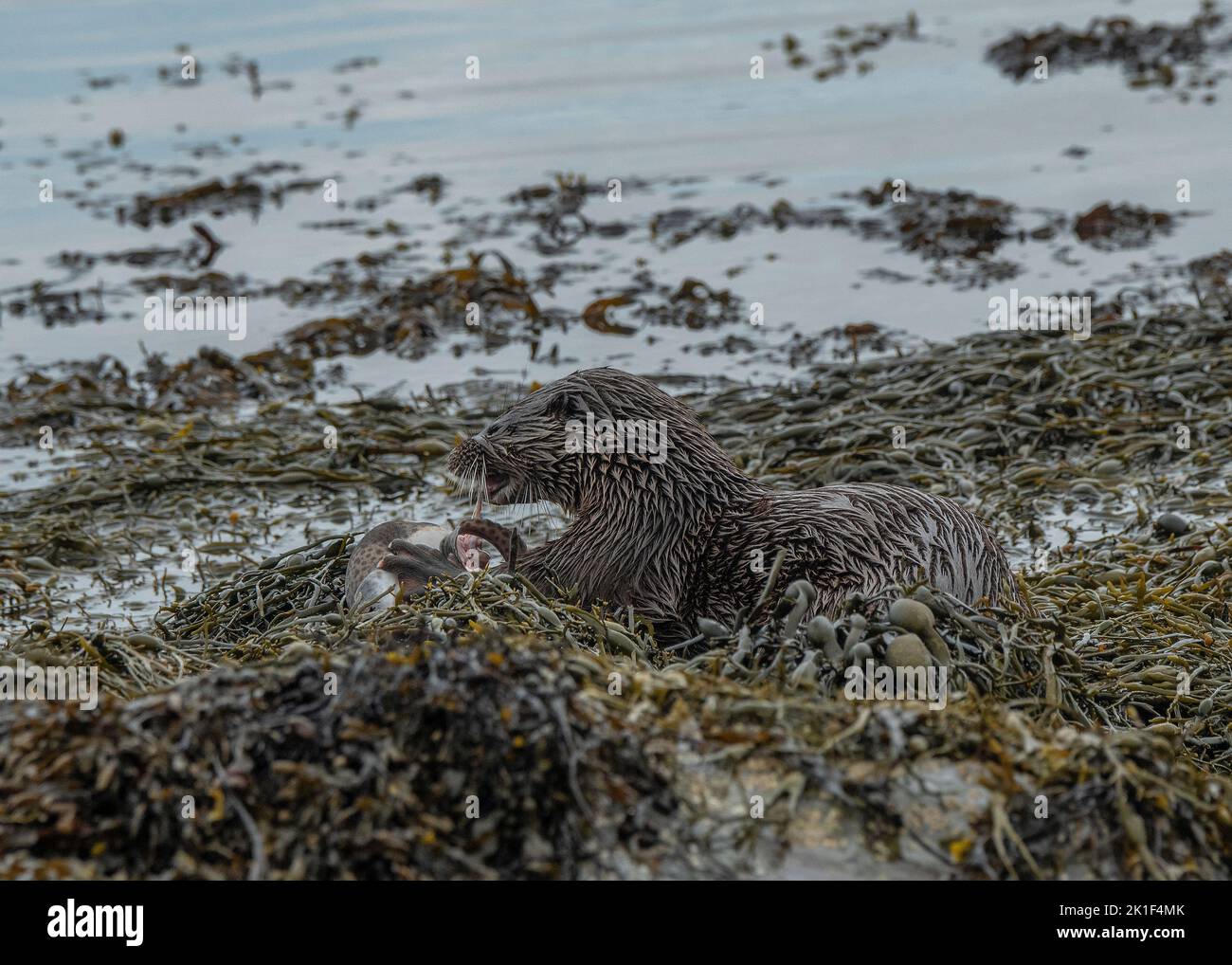 Otter (Lutra lutra) feeding on Catshark small-spotted (Scyliorhinus canicula) on edge of Loch Spelve, Isle of Mull. Inner Hebrides, Scotland Stock Photo