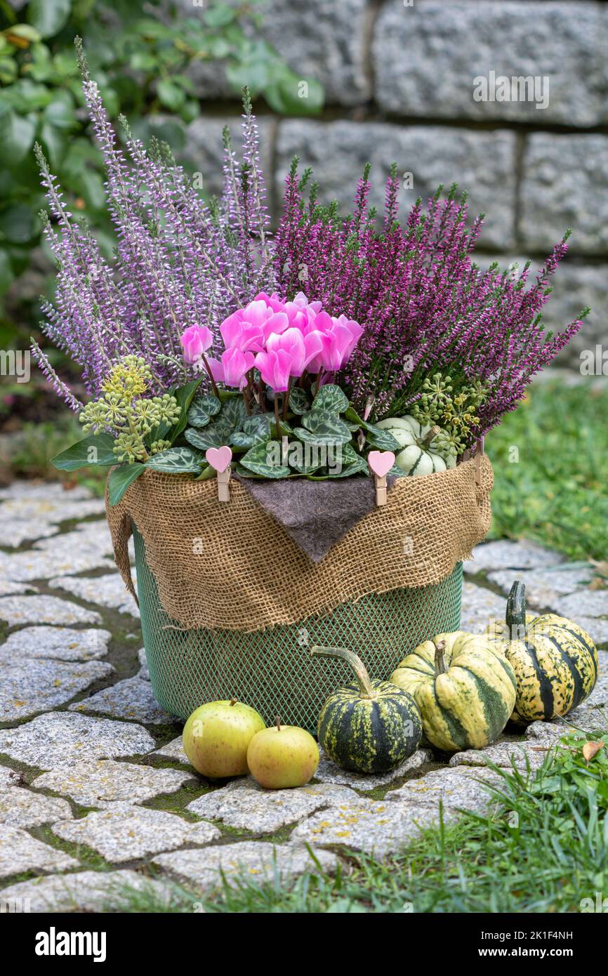 pink cyclamen flower and heather flowers in basket in garden Stock Photo
