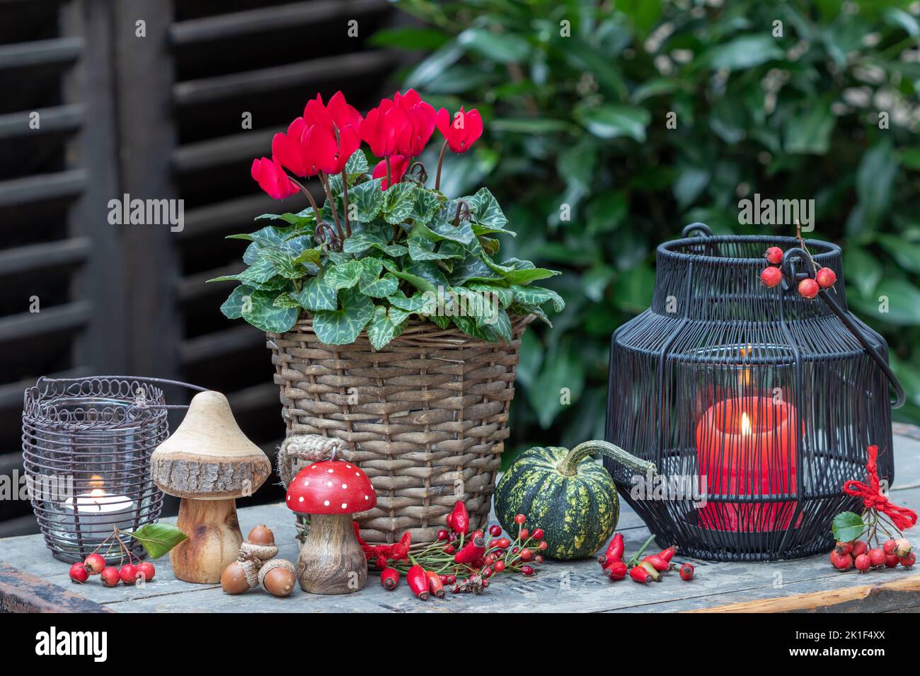 autumn arrangement with red cyclamen flower in basket and lanterns Stock Photo