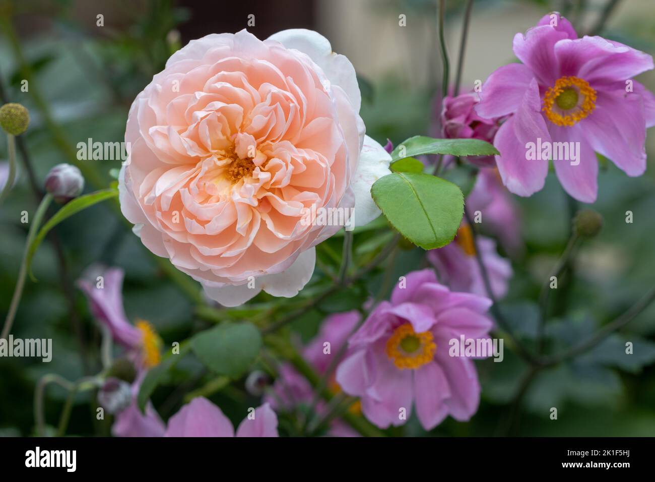 english rose Wildeve and japanese anemones in garden macro Stock Photo