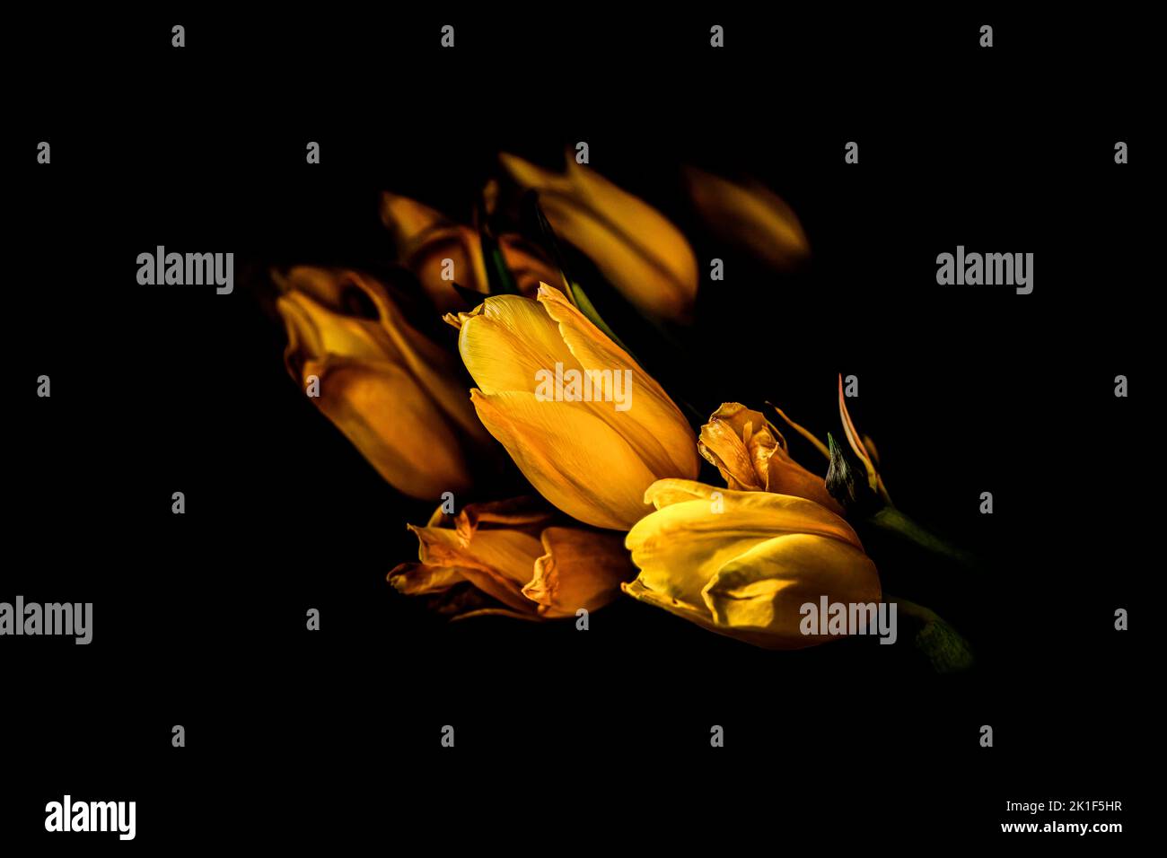 The tulip is probably the most famous flower bulb in the world Stock