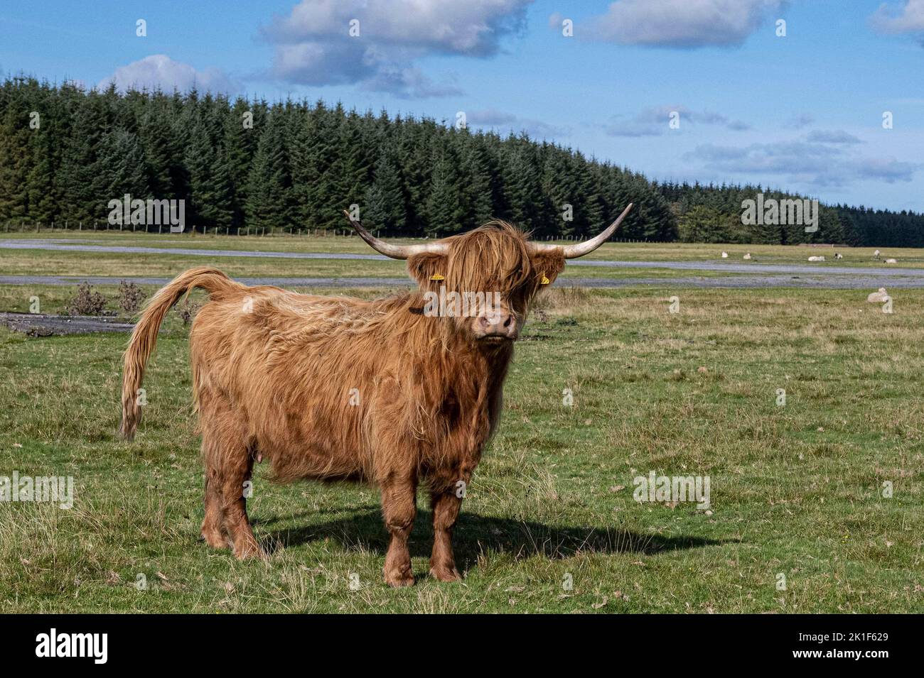 The Highland is a Scottish breed of rustic cattle. It originated in the Scottish Highlands and the Outer Hebrides islands of Scotland Stock Photo