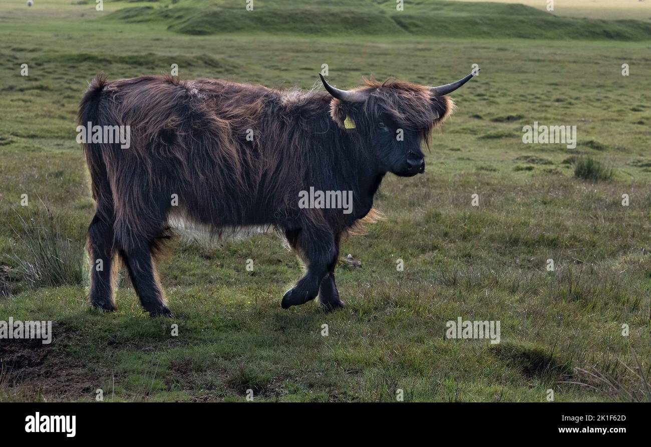 The Highland is a Scottish breed of rustic cattle. It originated in the Scottish Highlands and the Outer Hebrides islands of Scotland Stock Photo