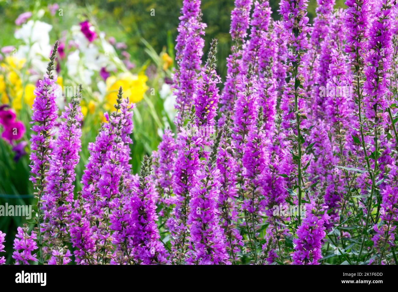 Mauve, Spikes, Loosestrife, Lythrum virgatum 'Dropmore Purple', Garden, Lythrum 'Dropmore Purple', Purple, Flowers Stock Photo