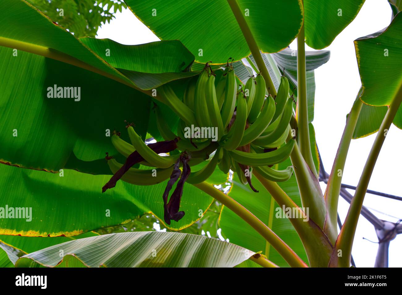 Banana tree in the jungle Stock Photo Alamy