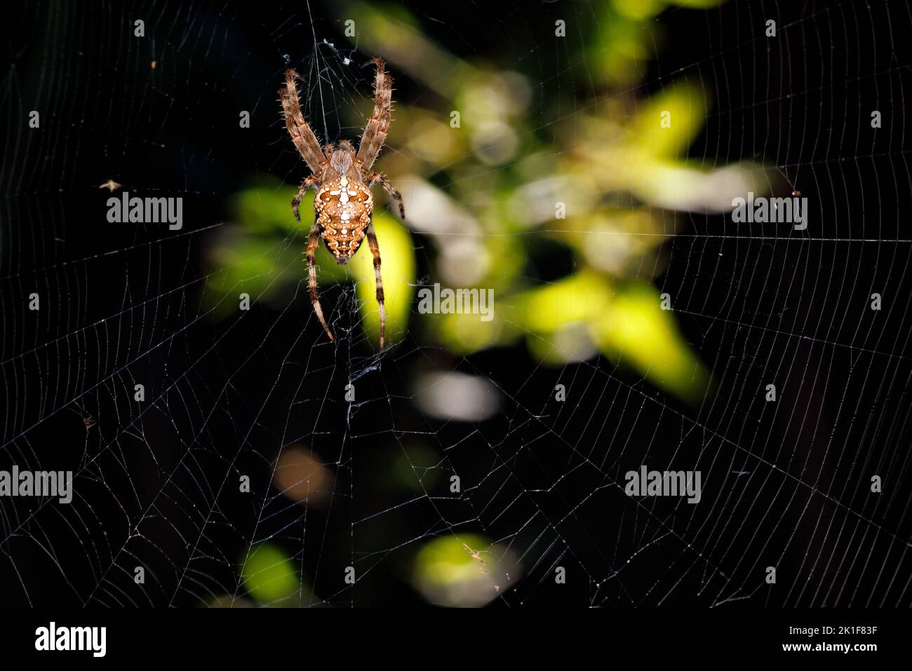 A venomous spider at work creating its sticky web against a dark background of blurred green foliage. Close-up, copy space. Stock Photo